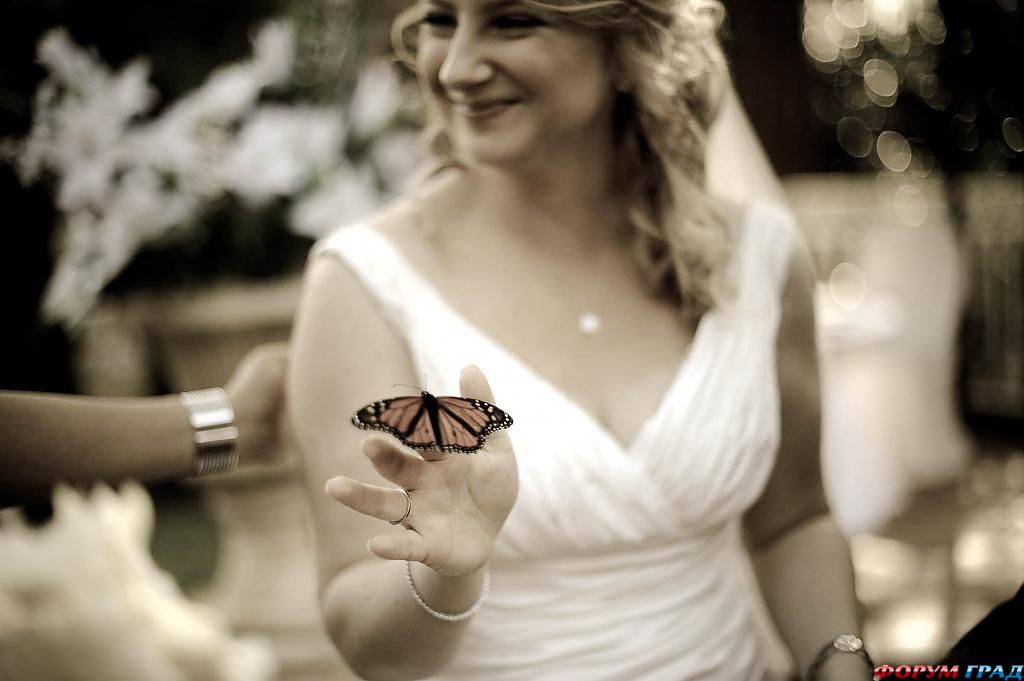 Бабочки на свадьбе
