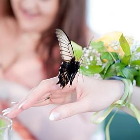 butterfly-wedding-01