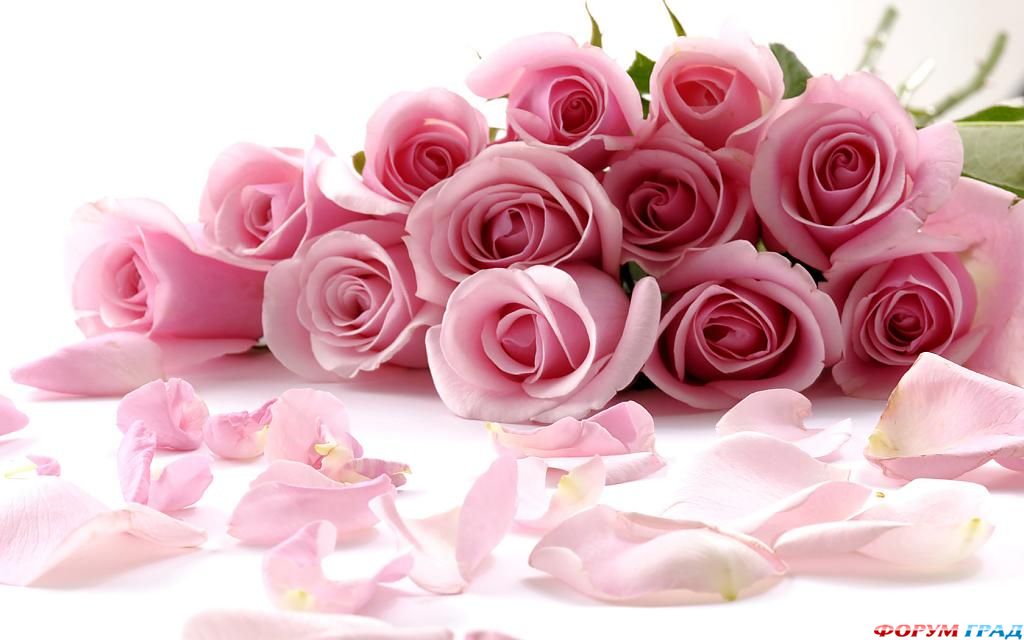 rozovyye-rozy-01
