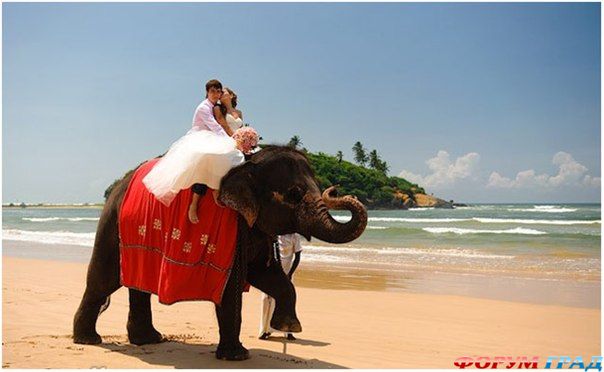 wedding-props-horse-25