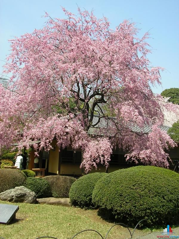 http://gallery.forum-grad.ru/files/1/8/7/7/japangarden-216.jpg