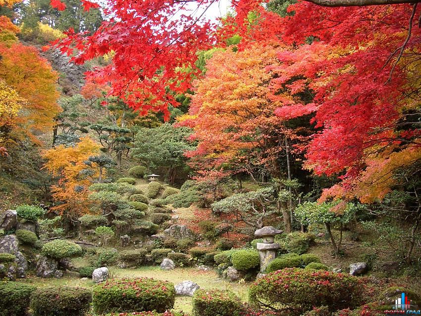 японские сады фото