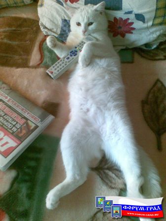 телевизор я смотрю.. не мешайте..