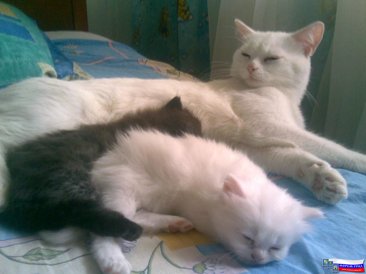 не поверите.. Это их отец...