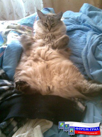 котеночек вырос немножко..