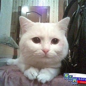 просто красивый кот..