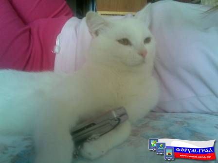 позвони мне, позвони..