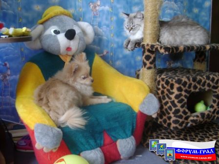 ну и кто хозяин в доме?