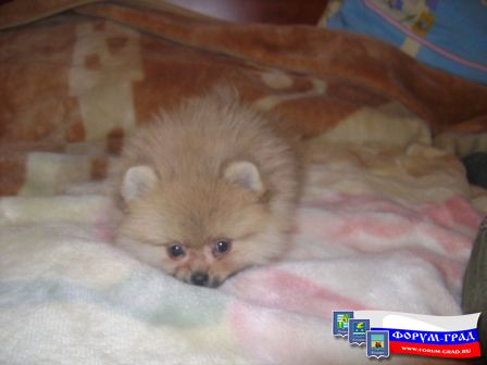 я в печале.. Хозяин пришел, ща с кровати попрет