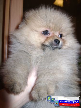 почти медведь..