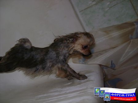 слегка вымытая собака