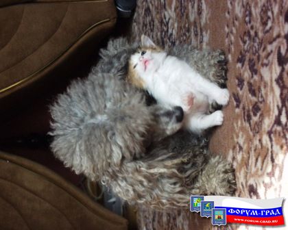 маленького каждый норовит уронить..