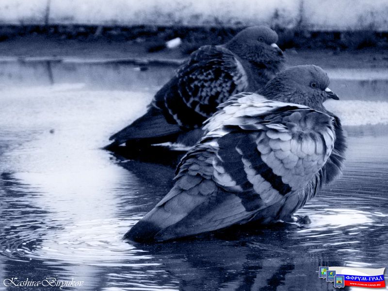 Городские пернатые1