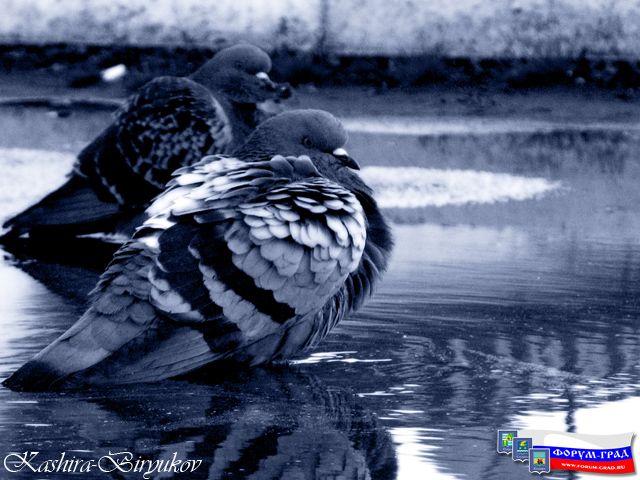 Городские пернатые