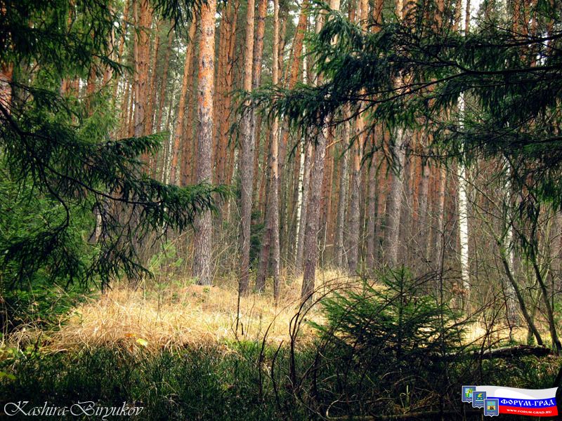 Сосновый бор