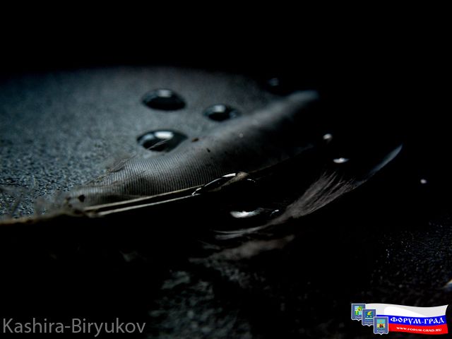 Слёзы ворона