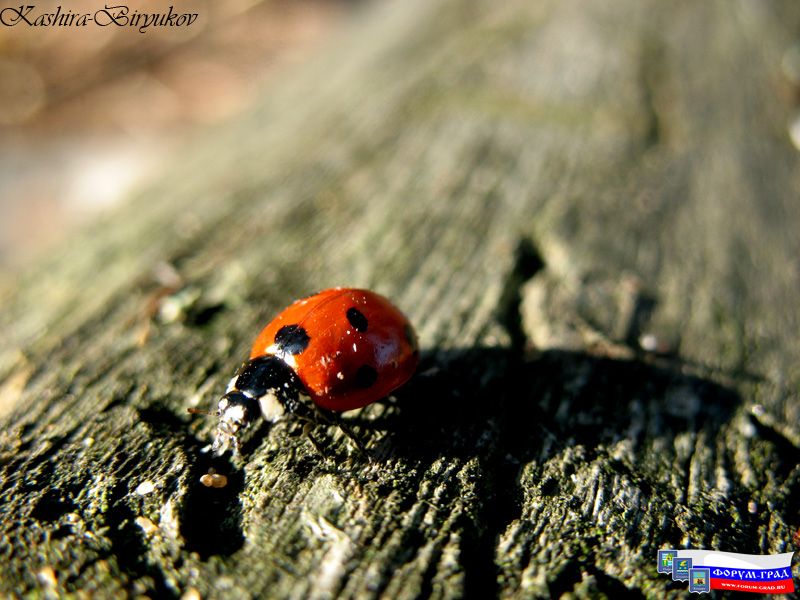 Божья коровка