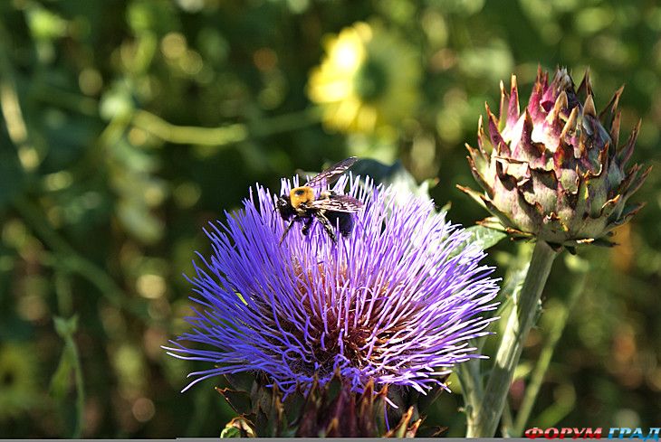 отчеты о путешествиях