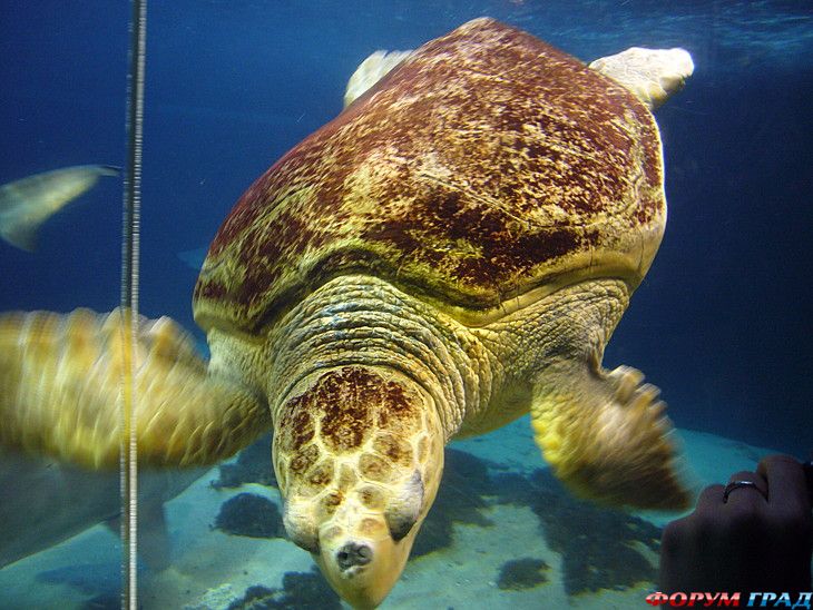 отчеты о путешествиях