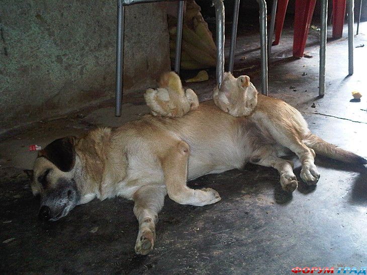 отчеты о путешествиях