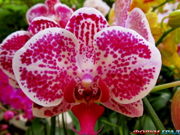 отчеты о путешествиях