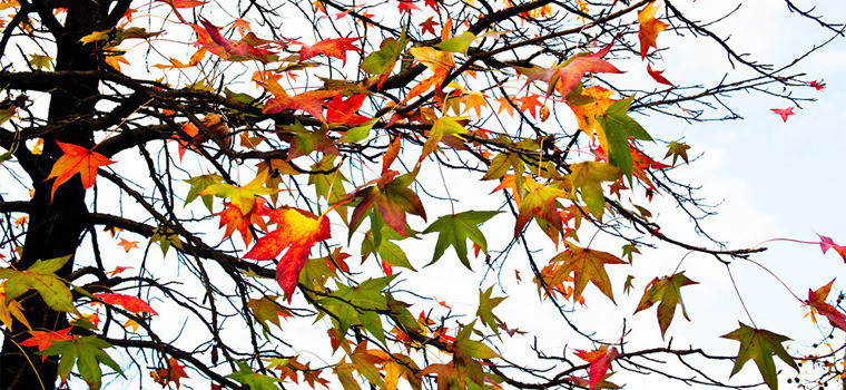 wall decor by Efrat Kkuper