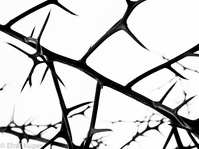 wall decor by Efrat Kkuper