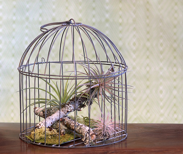 birdcages-in-home-design-010