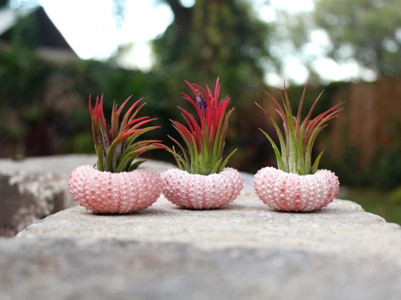 buying-air-plants-tips-ideas-005