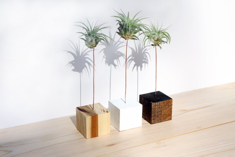 buying-air-plants-tips-ideas-007