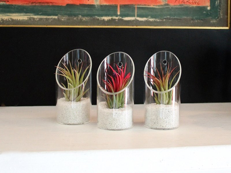 buying-air-plants-tips-ideas-009