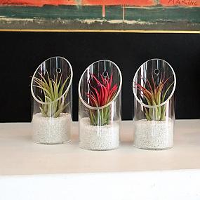 buying-air-plants-tips-ideas-009