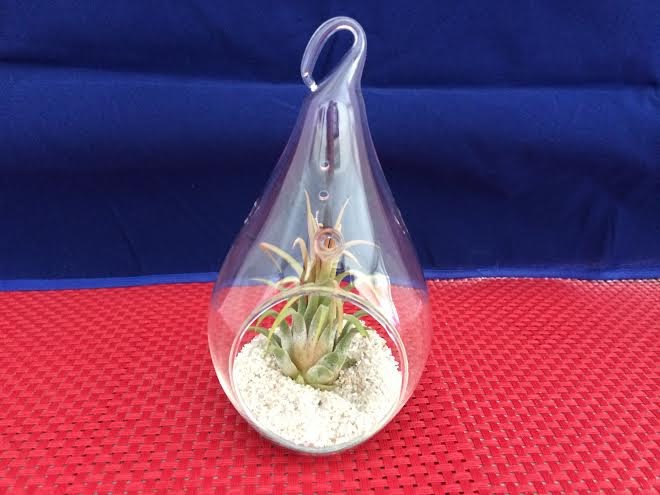 buying-air-plants-tips-ideas-011