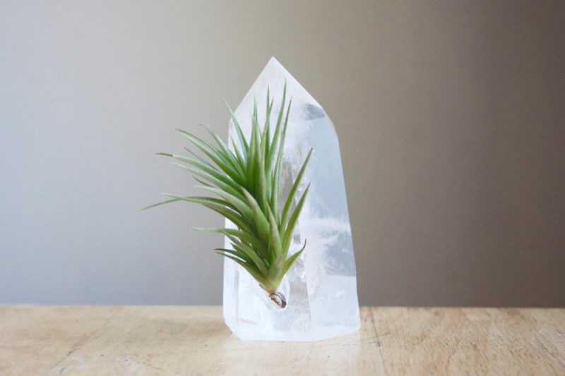buying-air-plants-tips-ideas-016