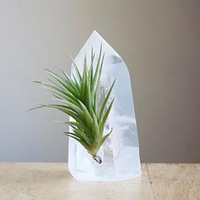 buying-air-plants-tips-ideas-016