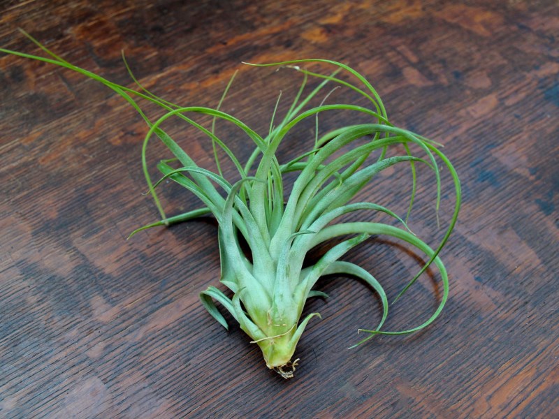buying-air-plants-tips-ideas-018
