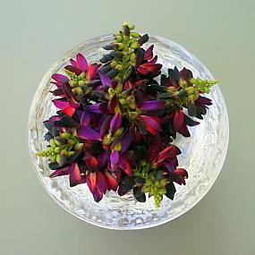 easy-centerpiece-ideas-plants-010