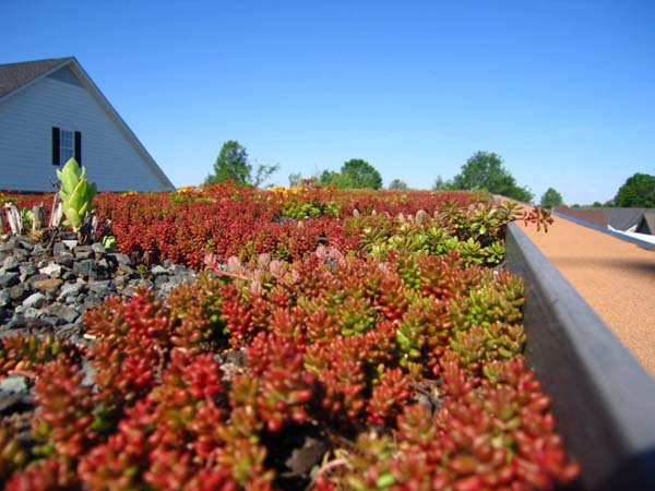 strip-garden-by-buildingstudio-architects-001