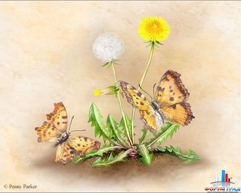 одуванчики и бабочки