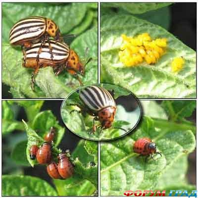 Колорадский жук