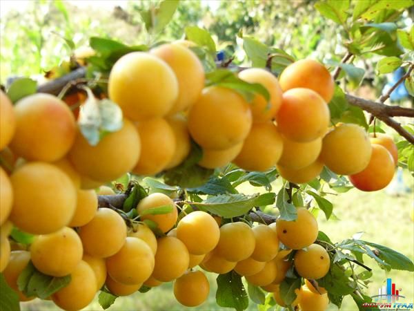 Алыча для Подмосковье