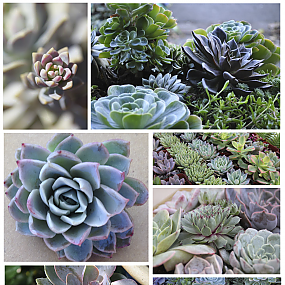 succulents-06