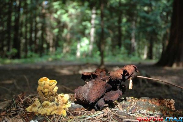 королевский бор