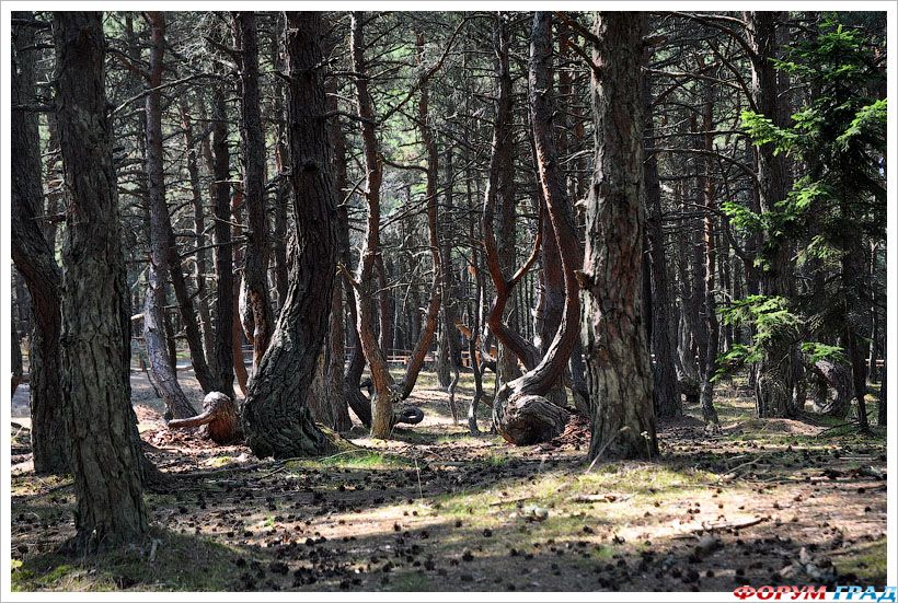 танцующий лес