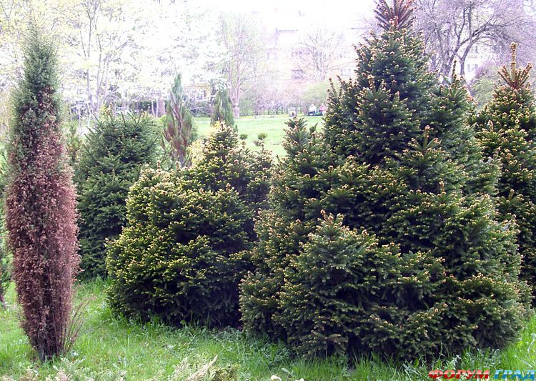 botani4eskij sad kaliningrad 4