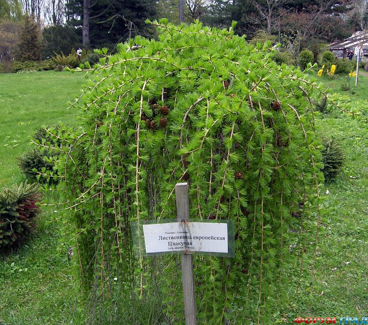 botani4eskij sad kaliningrad 9