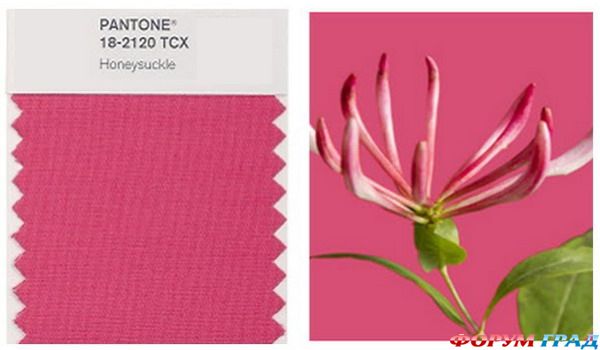 honeysuckle-pantone-color2011