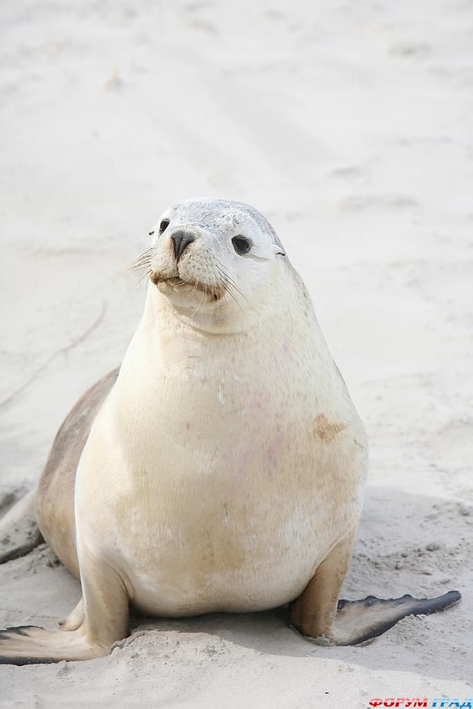 Дикая природа возле отеля Southern Ocean Lodge