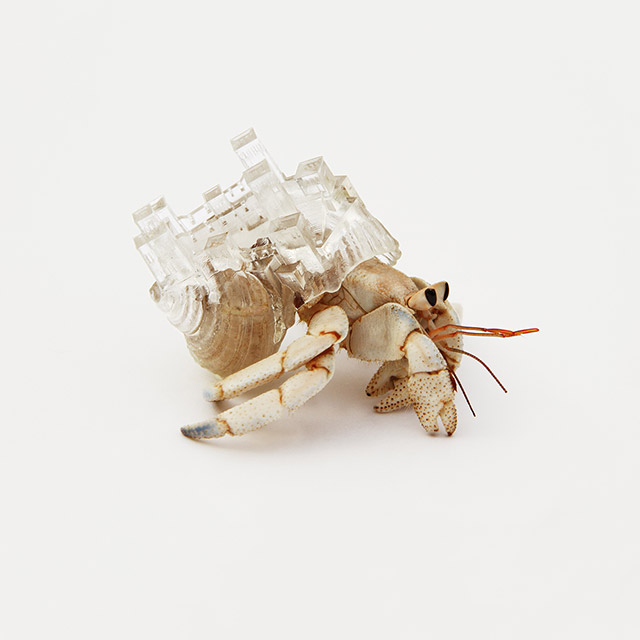 aki-inomata-hermit-crabs