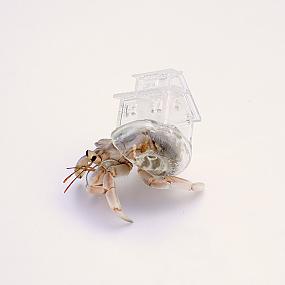 aki-inomata-hermit-crabs